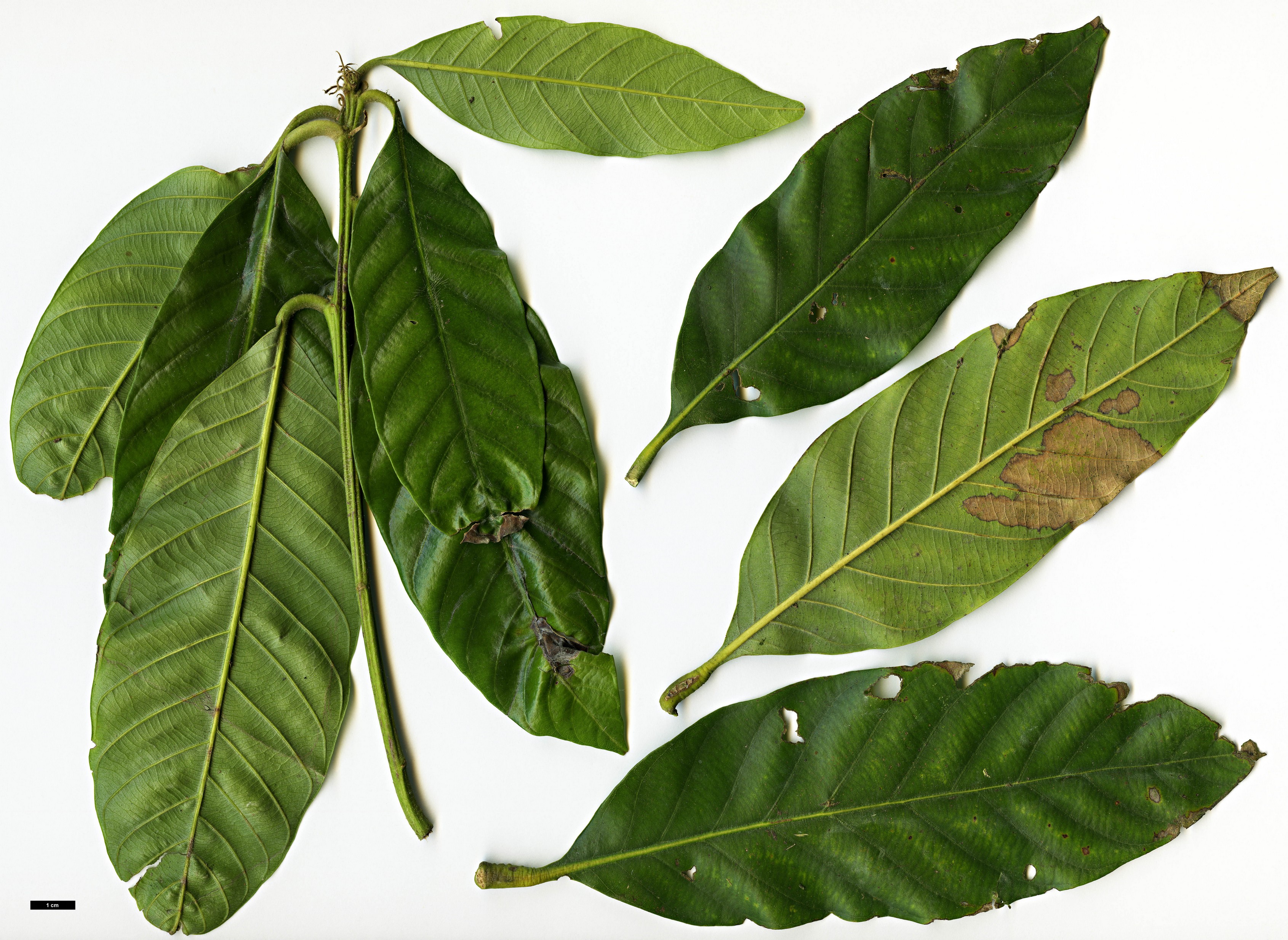 High resolution image: Family: Fagaceae - Genus: Lithocarpus - Taxon: truncatus